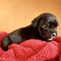 Puppy 4-Red G, a female Cane Corso for sale in Anson, TX – Photo 2 of 3