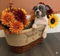 Chip AKC, a male Boston Terrier for sale in Anson, TX – Photo 6 of 8