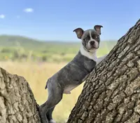 Chip AKC, a male Boston Terrier for sale in Anson, TX – Photo 4 of 8