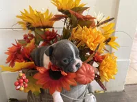 Chip AKC, a male Boston Terrier for sale in Anson, TX – Photo 8 of 8