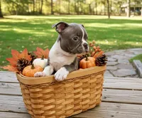 Chip AKC, a male Boston Terrier for sale in Anson, TX – Photo 5 of 8