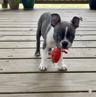 Chip AKC, a male Boston Terrier for sale in Anson, TX – Photo 3 of 8
