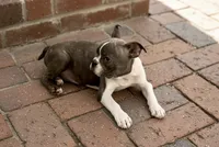 Chip AKC, a male Boston Terrier for sale in Anson, TX – Photo 2 of 8