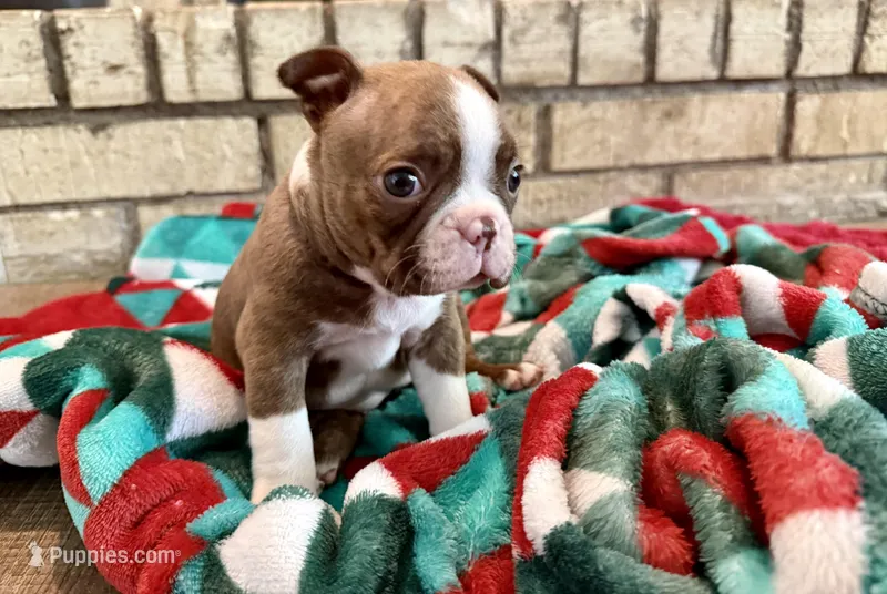 Mags – Boston Terrier puppy for sale in Anson, TX