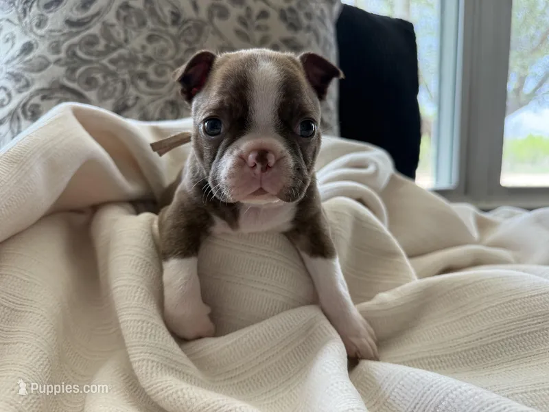 Mags – Boston Terrier puppy for sale in Anson, TX