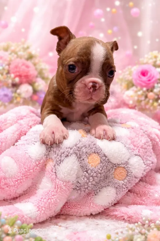 Mags – Boston Terrier puppy for sale in Anson, TX