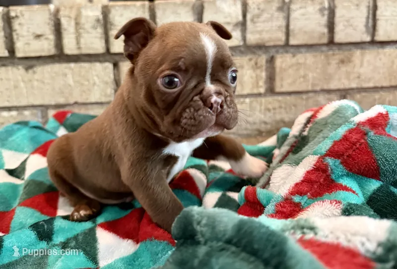 Milo – Boston Terrier puppy for sale in Anson, TX