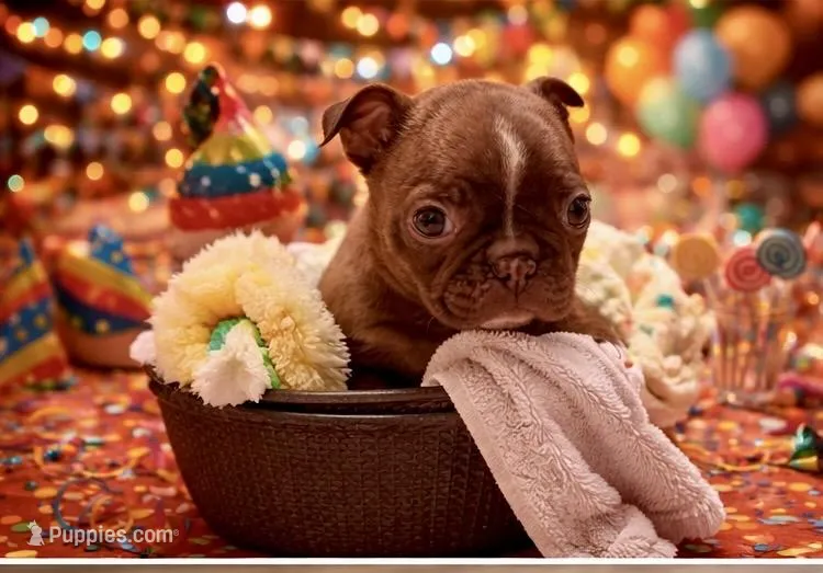 Milo – Boston Terrier puppy for sale in Anson, TX