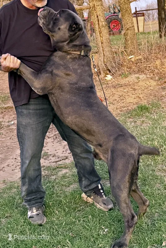 Ammo – Cane Corso puppy for sale in Anson, TX