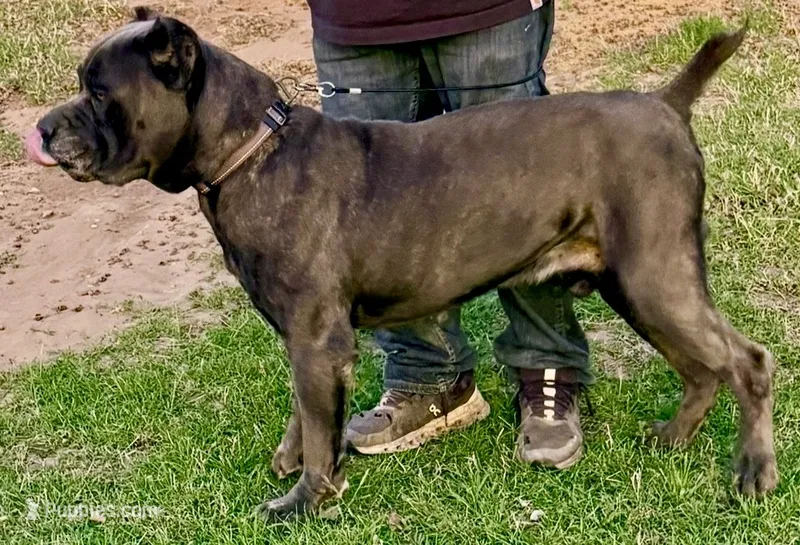 Ammo – Cane Corso puppy for sale in Anson, TX
