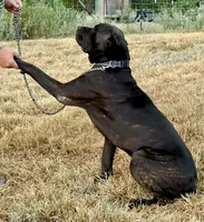 Enzo 1, a male Cane Corso for sale in Anson, TX – 2 of 2