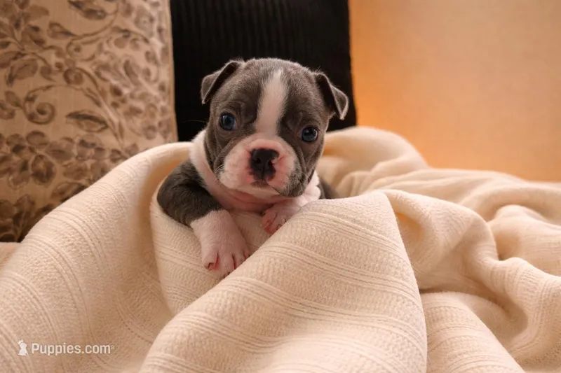 Bob – Boston Terrier puppy for sale in Anson, TX