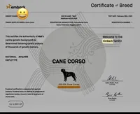 Mali, a female Cane Corso for sale in Anson, TX – 3 of 3