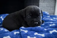 Puppy 6-Dk Pink, a male Cane Corso for sale in Anson, TX – Photo 2 of 3