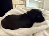 Puppy 6-Dk Pink, a male Cane Corso for sale in Anson, TX – Photo 1 of 3