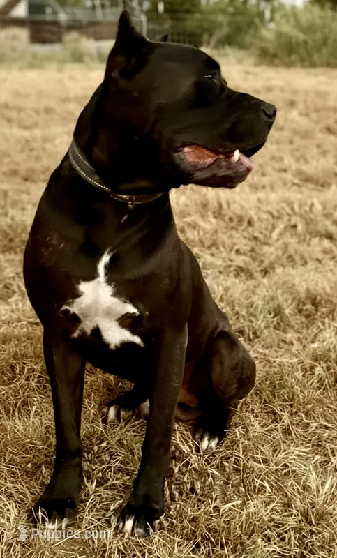 Enzo 1 – Cane Corso puppy for sale in Anson, TX