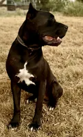 Enzo 1, a male Cane Corso for sale in Anson, TX – 1 of 2