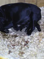 Mali, a female Cane Corso for sale in Anson, TX – 2 of 3