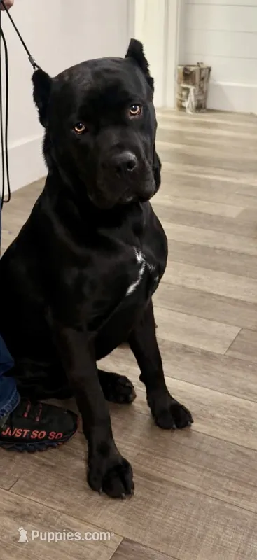 Venom Enzo – Cane Corso puppy for sale in Anson, TX
