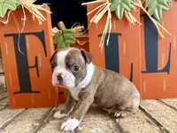 Harry, a male Boston Terrier for sale in Anson, TX – Photo 1 of 2