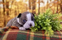 Harry, a male Boston Terrier for sale in Anson, TX – Photo 2 of 2