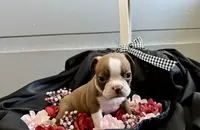 Calisse AKC, a female Boston Terrier for sale in Anson, TX – Photo 4 of 5