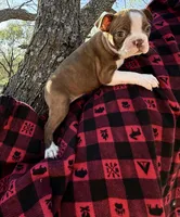 Calisse AKC, a female Boston Terrier for sale in Anson, TX – Photo 1 of 5