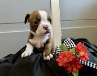 Calisse AKC, a female Boston Terrier for sale in Anson, TX – Photo 3 of 5