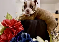 Calisse AKC, a female Boston Terrier for sale in Anson, TX – Photo 2 of 5