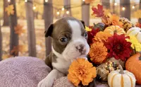 Calisse AKC, a female Boston Terrier for sale in Anson, TX – Photo 5 of 5
