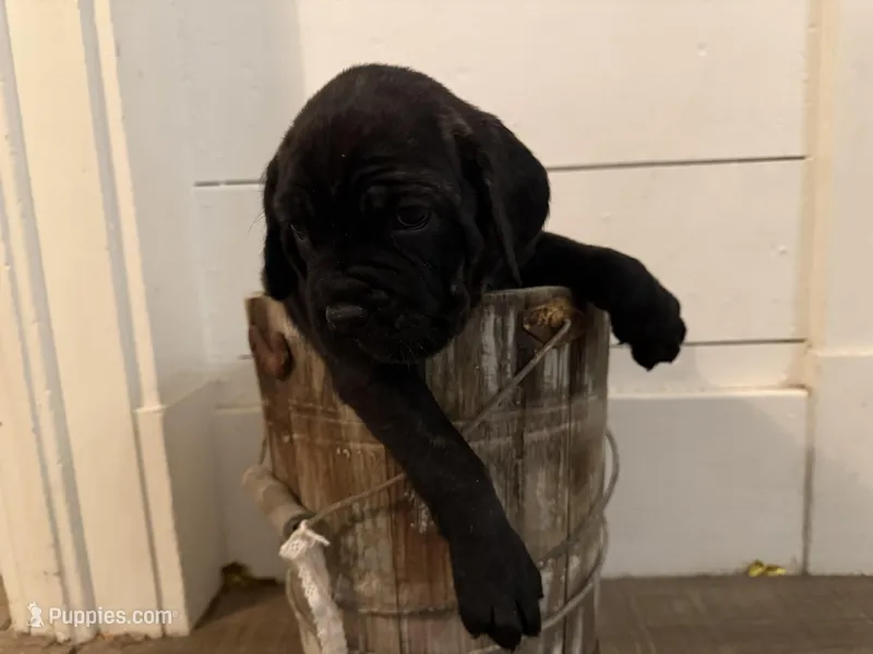 Puppy 7- Green – Cane Corso puppy for sale in Anson, TX