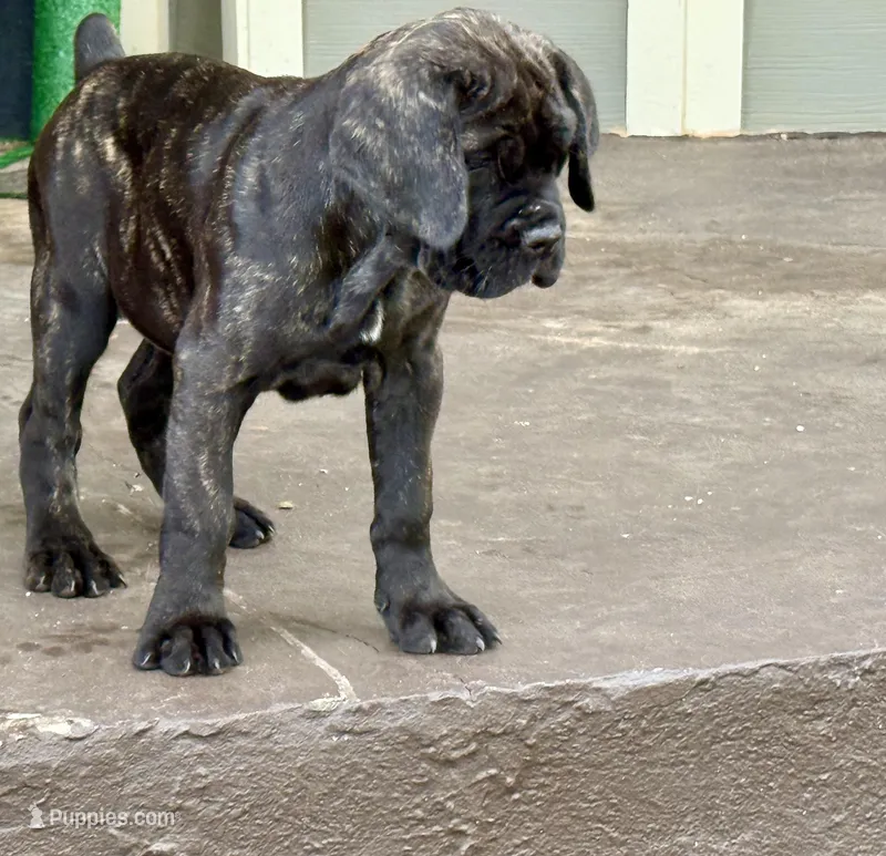 Black brindle beauty  – Cane Corso puppy for sale in Anson, TX