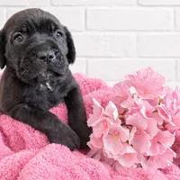 Black brindle beauty , a female Cane Corso for sale in Anson, TX – Photo 3 of 8