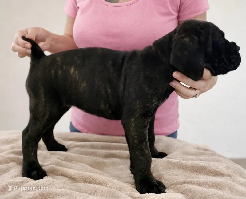 Puppy 7- Green – Cane Corso puppy for sale in Anson, TX