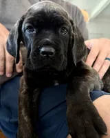 Black brindle beauty , a female Cane Corso for sale in Anson, TX – Photo 1 of 9