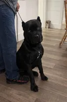 Black brindle beauty , a female Cane Corso for sale in Anson, TX – Photo 8 of 8