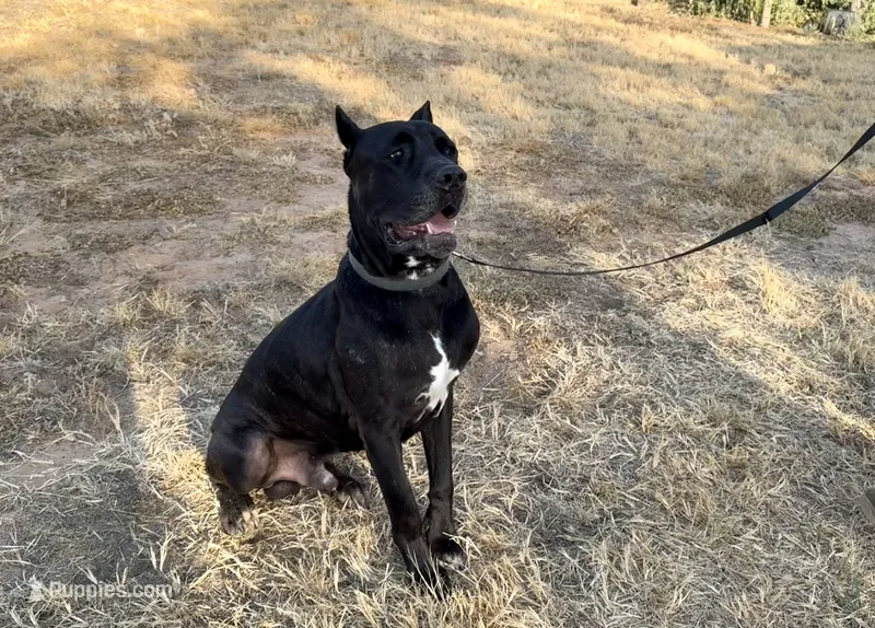 Enzo 1 – Cane Corso puppy for sale in Anson, TX