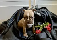 Jazzy AKC, a female Boston Terrier for sale in Anson, TX – Photo 3 of 5