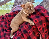 Jazzy AKC, a female Boston Terrier for sale in Anson, TX – Photo 1 of 5