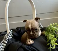 Jazzy AKC, a female Boston Terrier for sale in Anson, TX – Photo 4 of 5