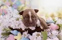 Jazzy AKC, a female Boston Terrier for sale in Anson, TX – Photo 5 of 5