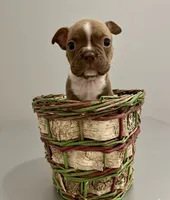 Jazzy AKC, a female Boston Terrier for sale in Anson, TX – Photo 2 of 5