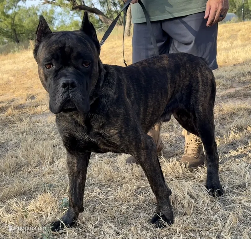 Diablo – Cane Corso puppy for sale in Anson, TX