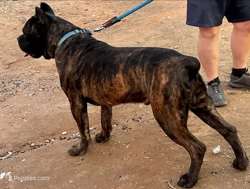 Diablo – Cane Corso puppy for sale in Anson, TX