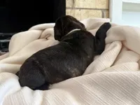 Puppy 3-White , a male Cane Corso for sale in Anson, TX – Photo 3 of 3