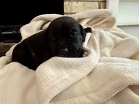 Puppy 3-White , a male Cane Corso for sale in Anson, TX – Photo 2 of 3