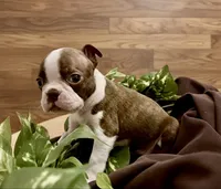 Delanie AKC, a female Boston Terrier for sale in Anson, TX – Photo 1 of 4