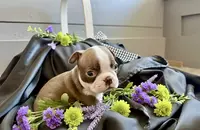 Delanie AKC, a female Boston Terrier for sale in Anson, TX – Photo 3 of 4