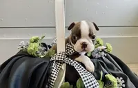 Delanie AKC, a female Boston Terrier for sale in Anson, TX – Photo 2 of 4