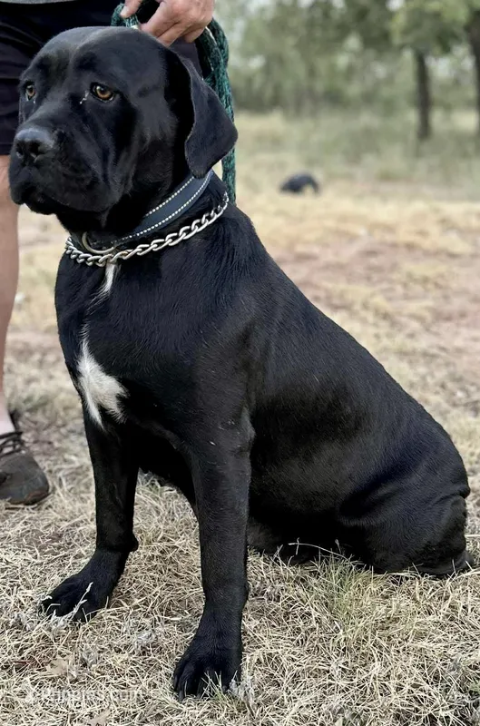 Mali – Cane Corso puppy for sale in Anson, TX